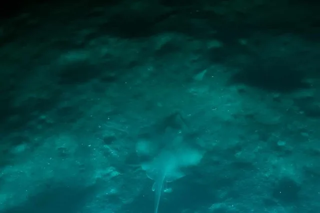 Indian River Bioluminescent Kayak Tour - Image 5
