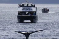 Juneau Whale Watching and Lighthouse Tour thumbnail 3