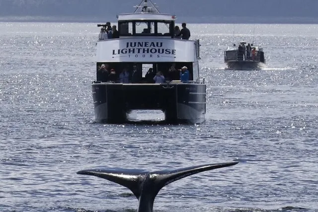 Juneau Whale Watching and Lighthouse Tour - Image 3