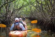 Naples Kayak Tour in Mangrove Tunnels thumbnail 2