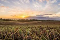 Maui Pineapple Farm and Feast Experience thumbnail 6