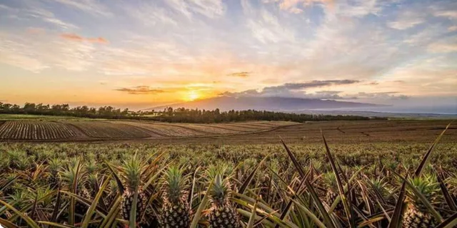 Maui Pineapple Farm and Feast Experience - Image 6