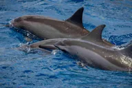 Maui Dolphin Watching Boat Trip with Lunch thumbnail 4