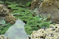Seattle Olympic National Park Tour: Silent Forest - 3 Days thumbnail 6