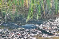 Everglades Airboat Safari thumbnail 6