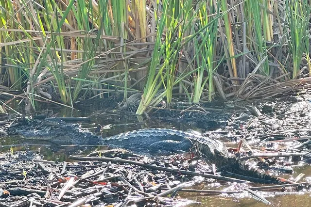 Everglades Airboat Safari - Image 6
