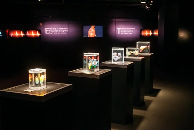 Las Vegas Bodies The Exhibition - Image 5