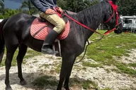 Miami Horseback Riding Tour with Instructor 1 hr thumbnail 3