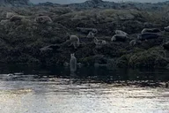 Ketchikan Wildlife and Whale Watching Tour thumbnail 5