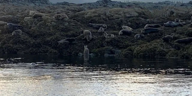 Ketchikan Wildlife and Whale Watching Tour - Image 5