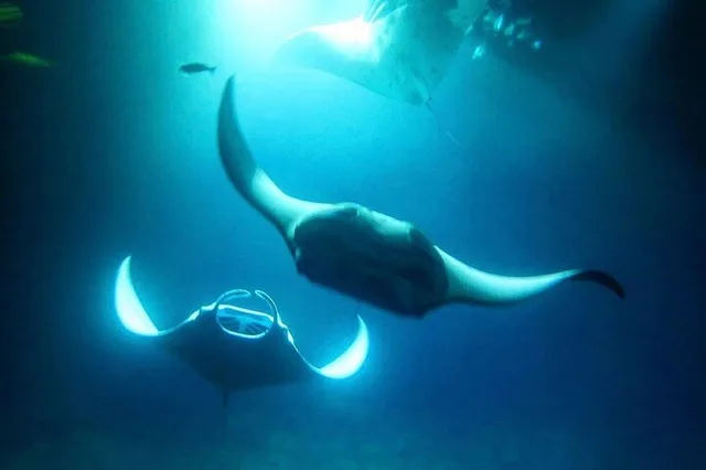 Kailua-Kona Manta Ray Night Snorkel - Image 3