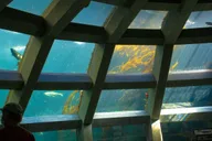Seattle Aquarium Entry & Digital City Tour thumbnail 6