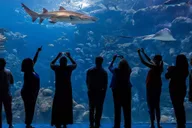 Tampa Florida Aquarium General Admission thumbnail 1