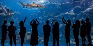 Tampa Florida Aquarium General Admission