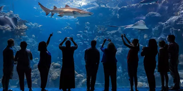 Tampa Florida Aquarium General Admission - Image 1