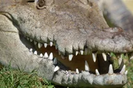 Weston Airboat Adventure Tour 1 hr thumbnail 6