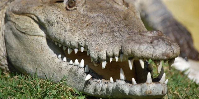 Weston Airboat Adventure Tour 1 hr - Image 6