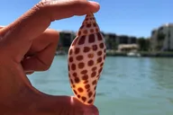 Marco Island Shelling Trip on Kice Island 3 hr thumbnail 6