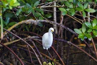 Tampa Bay Eco Cruise with Wildlife Viewing 2 hr thumbnail 2