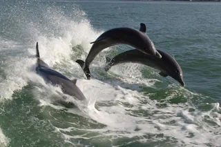 St. Pete Beach Dolphin Racer Adventure