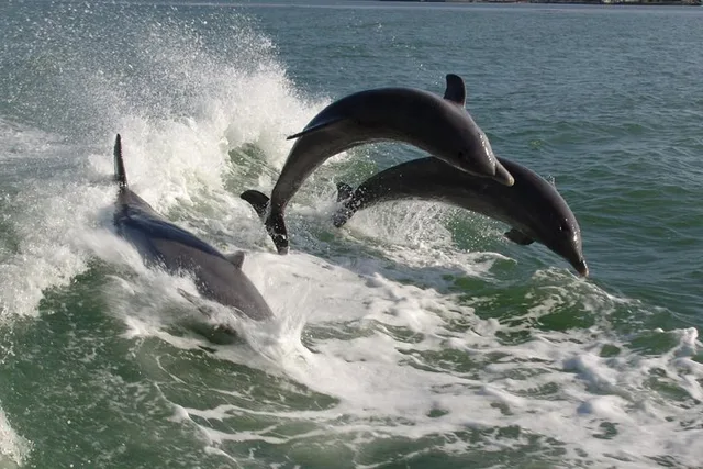 St. Pete Beach Dolphin Racer Adventure - Image 1
