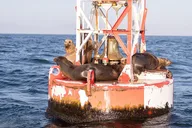 Santa Barbara Yacht Coastal Cruise thumbnail 3