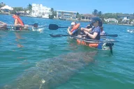Anna Maria Island Clear Kayak Tour thumbnail 2