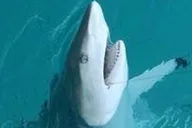 Key West Inshore Shark Fishing Experience thumbnail 3
