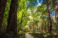 San Francisco Muir Woods and Sausalito Tour with Optional Alcatraz thumbnail 1