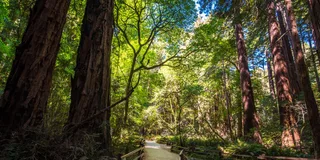 San Francisco Muir Woods and Sausalito Tour with Optional Alcatraz