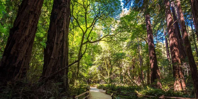 San Francisco Muir Woods and Sausalito Tour with Optional Alcatraz - Image 1