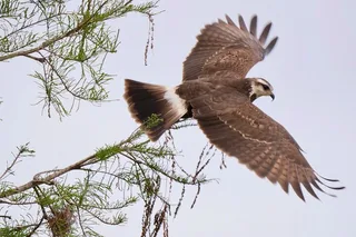 Central Florida Private Birding Tour 5 hr