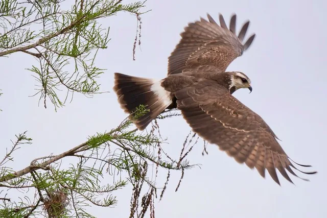 Central Florida Private Birding Tour 5 hr - Image 1