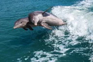 Marco Island Dolphin Watching and Tubing Adventure thumbnail 2