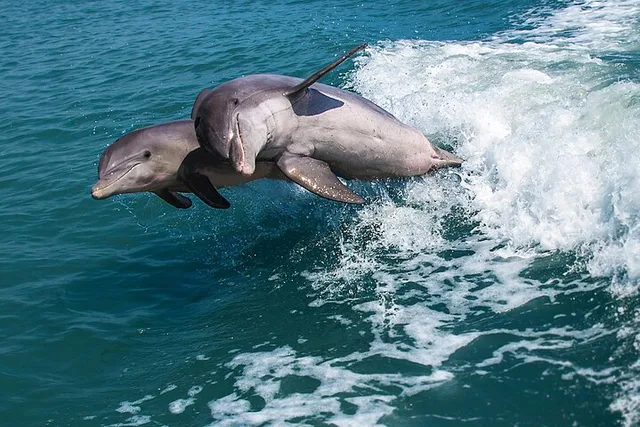 Marco Island Dolphin Watching and Tubing Adventure - Image 2