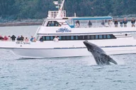 Seward Resurrection Bay Wildlife Cruise 4 hr thumbnail 2