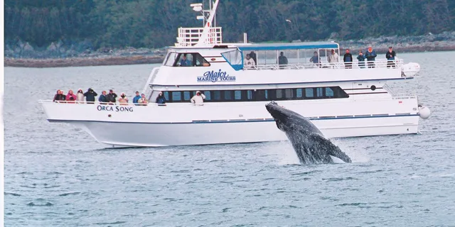 Seward Resurrection Bay Wildlife Cruise 4 hr - Image 2