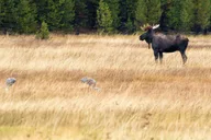 Yellowstone Wildlife Photography Tour 3 Days thumbnail 4