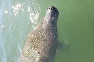 St. Petersburg Dolphin Watching Boat Tour thumbnail 4