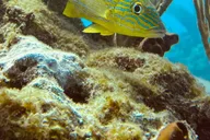 Key West Scuba Diving Refresher Course thumbnail 6