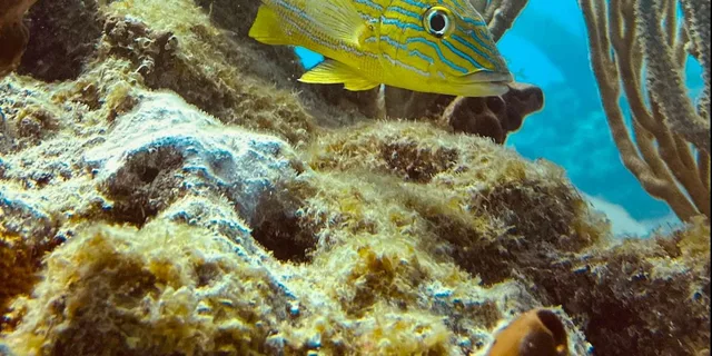Key West Scuba Diving Refresher Course - Image 6