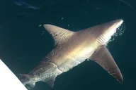 Fort Lauderdale Inshore Fishing Charter thumbnail 3