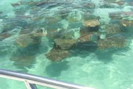 Anna Maria Island Dolphin Watching Boat Tour thumbnail 6