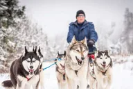 Fairbanks Dog Sledding Adventure thumbnail 1