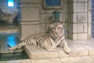 Houston City Tour and Downtown Aquarium Pass thumbnail 4
