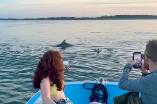 Charleston Dolphin Cruise and Shelling Trip