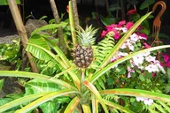 Maui Island Private Day Tour thumbnail 6
