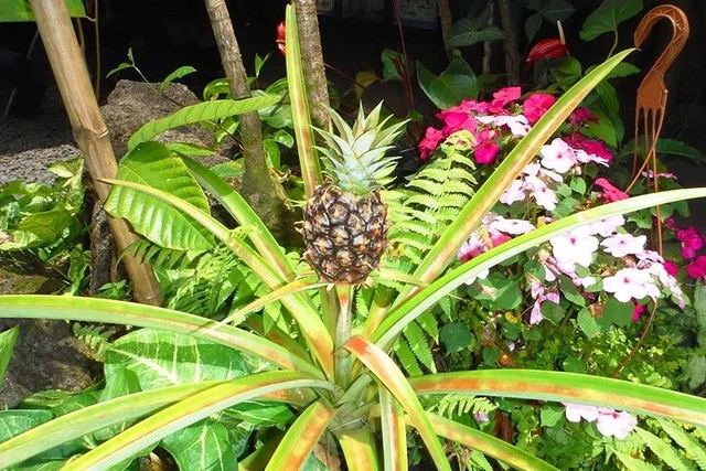 Maui Island Private Day Tour - Image 6