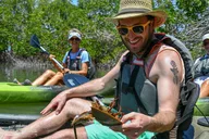 Naples Mangrove Kayak Tour with Biologist Guides thumbnail 5