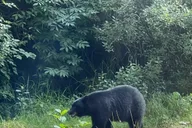 Ketchikan Private Group Tour: Totem Parks and Sightseeing thumbnail 3